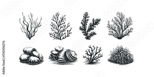 Collection of Ocean Flora and Stones in Vintage Style