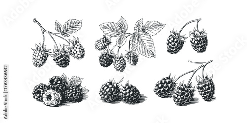 Hand Drawn Bramble Berries and Leaves Collection