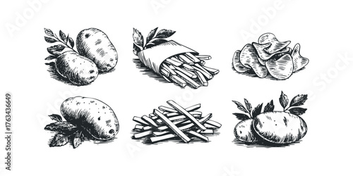 Hand Drawn Potato And French Fry Collection