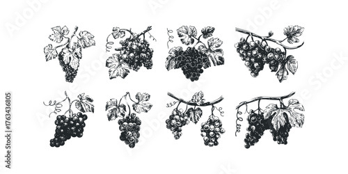 Collection of hand-drawn grape clusters with leaves and vines