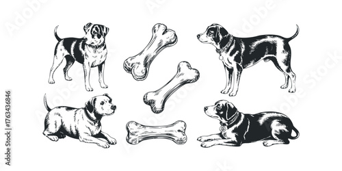 Three Dogs Posed with Multiple Bone Treats