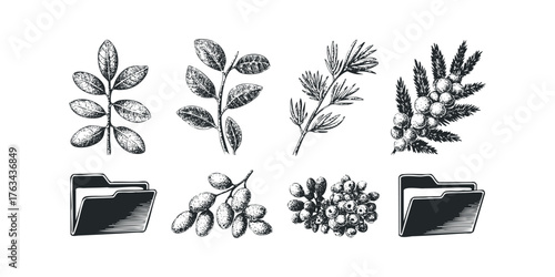 Botanical Sprigs and File Folder Icons in Woodcut Style