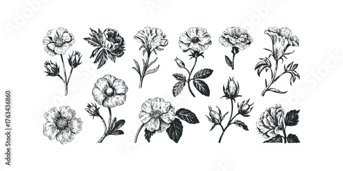 Botanical Floral Collection Hand Drawn Flowers and Buds