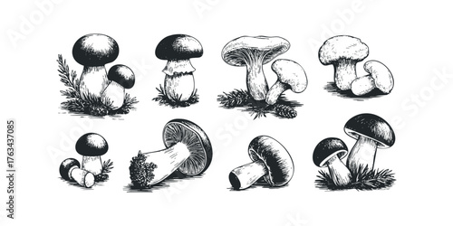 Collection of Hand Drawn Mushroom Illustrations