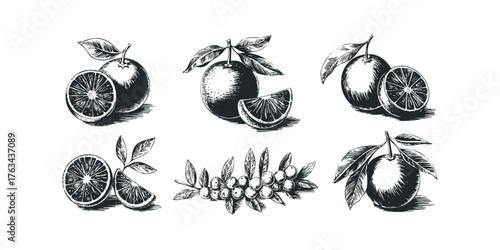 Line art set of citrus fruit slices and whole fruits