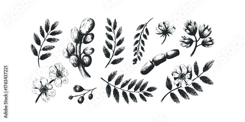 Hand Drawn Botanical Elements Collection