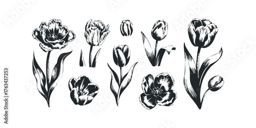 Collection of Black and White Tulip Floral Sketches