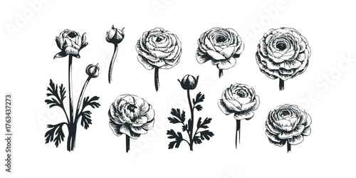 Hand Drawn Sketch of Blooming Flowers and Buds