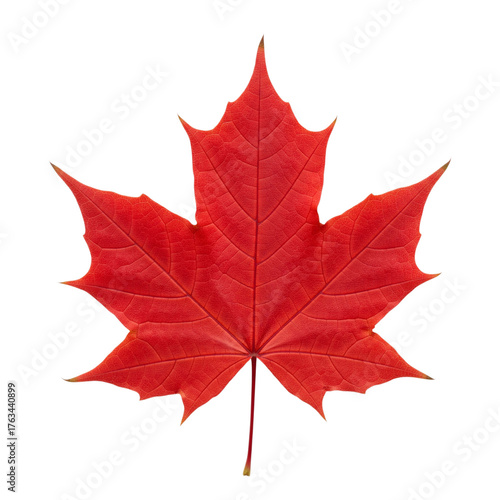 Single red maple leaf isolated on transparent background, showing its vibrant color