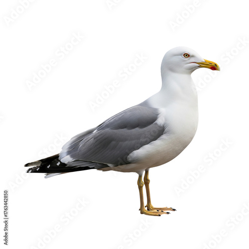 European herring gull standing isolated on transparent background, larus argentatus species