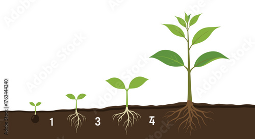 Plant Growth Stages: A Visual Guide to Development.