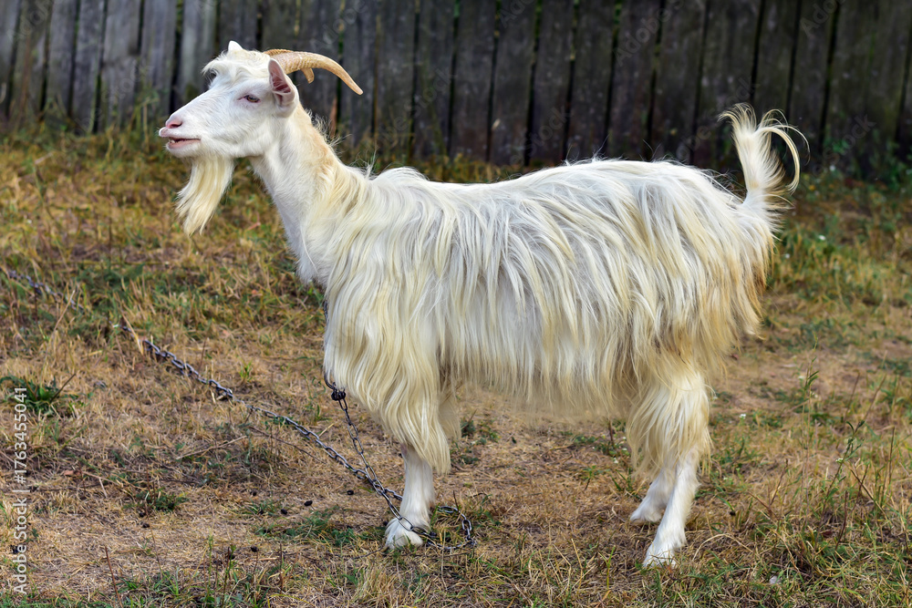 Obraz premium White goat grazing in the green grass. Summer in the village. Farm animals, farming.Organic meat. Organic milk.