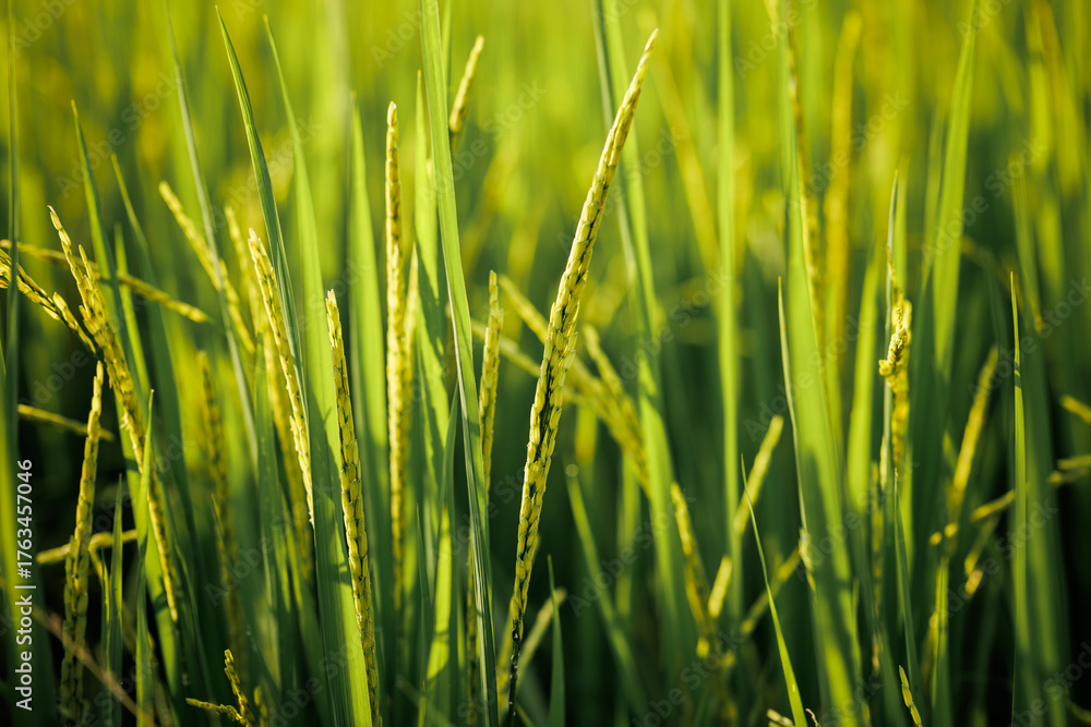 Obraz premium Rice stalks begin to form grains, promising a bountiful harvest.