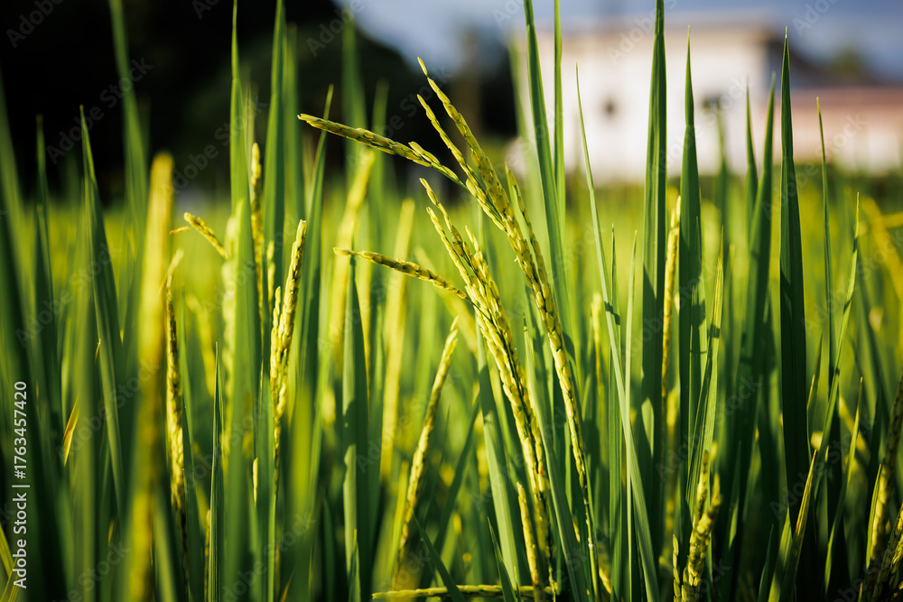 Obraz premium Rice stalks begin to form grains, promising a bountiful harvest.