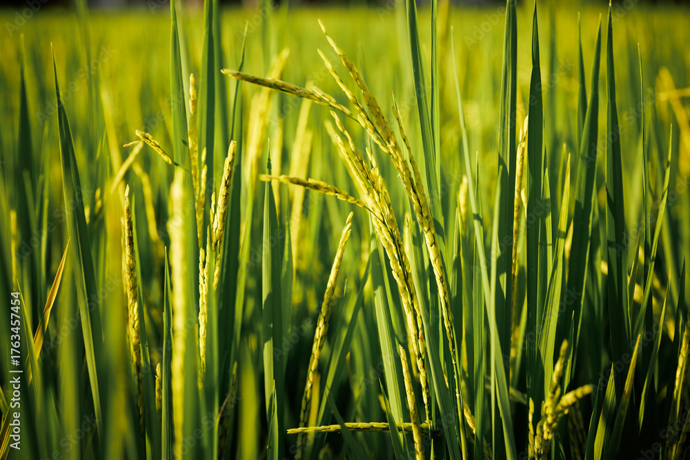 Obraz premium Rice stalks begin to form grains, promising a bountiful harvest.