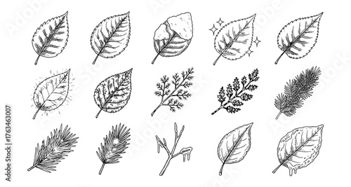Hand-drawn detailed leaf collection in black and white