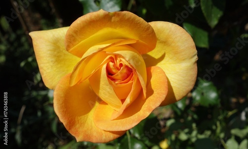 orange Rose