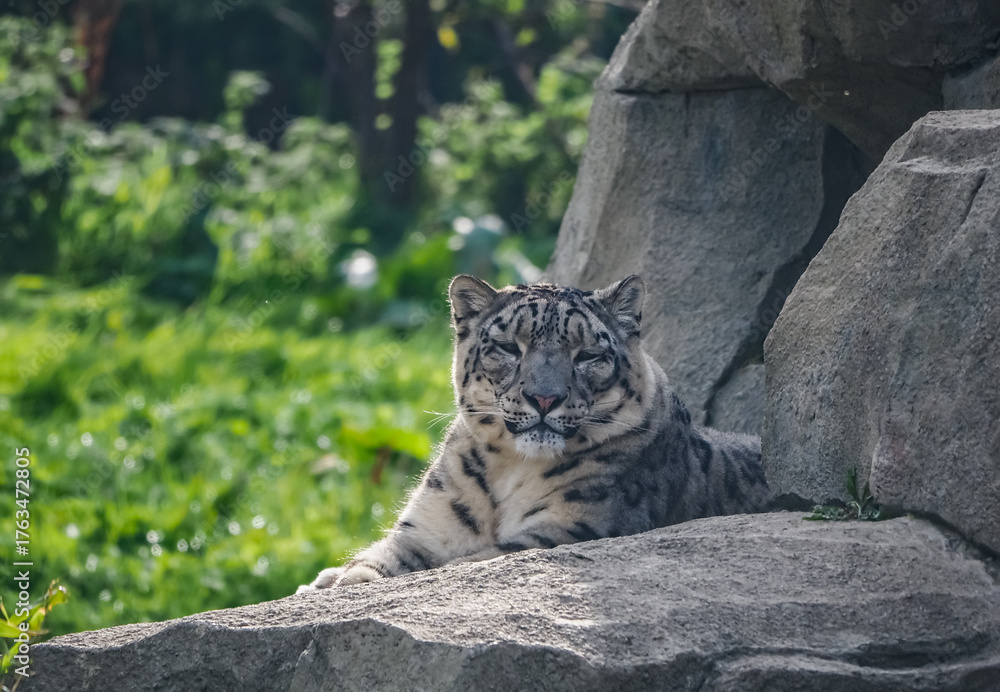 Fototapeta premium Captive animals in a wildlife park 