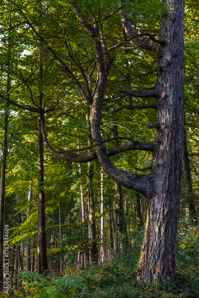Fototapeta premium Fotowalk - Sankt Georgen im Attergau