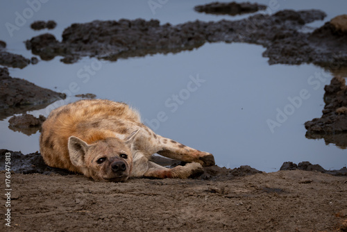 hyena has eaten too much