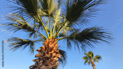 Two palm trees against a blue sky. Washingtonia Filifera and Phoenix Canariensis. Fethiye, Turkiye