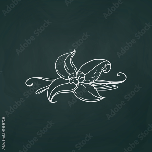 Vanilla flower thin white lines on a textural dark background - Vector illustration