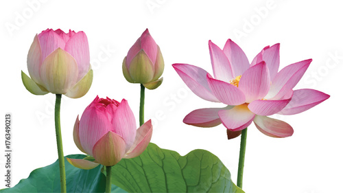 A high-quality photograph of four pink lotus flowers in various stages of blooming against a pure white background 
