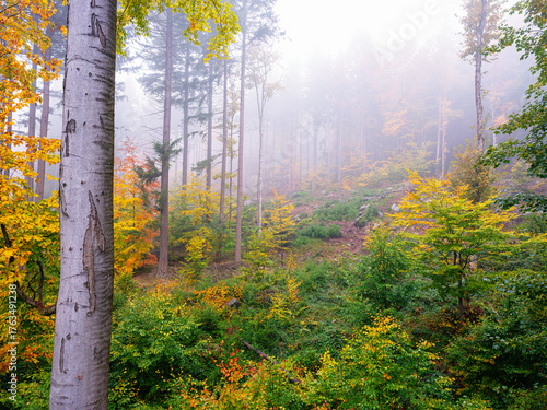 Foggy autumn in a forest full of colors. © Janusz Lipiński