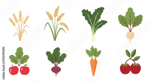 Flat Minimalist Vector Set of Farm Crops Including Wheat, Pak Choi, Radish, Beet, Carrot, Apple, and Tomato for Organic Agriculture and Eco Food Design