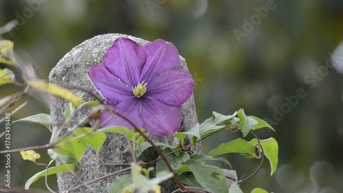 Wallpaper Mural Blume am Pfahl im Wind Torontodigital.ca