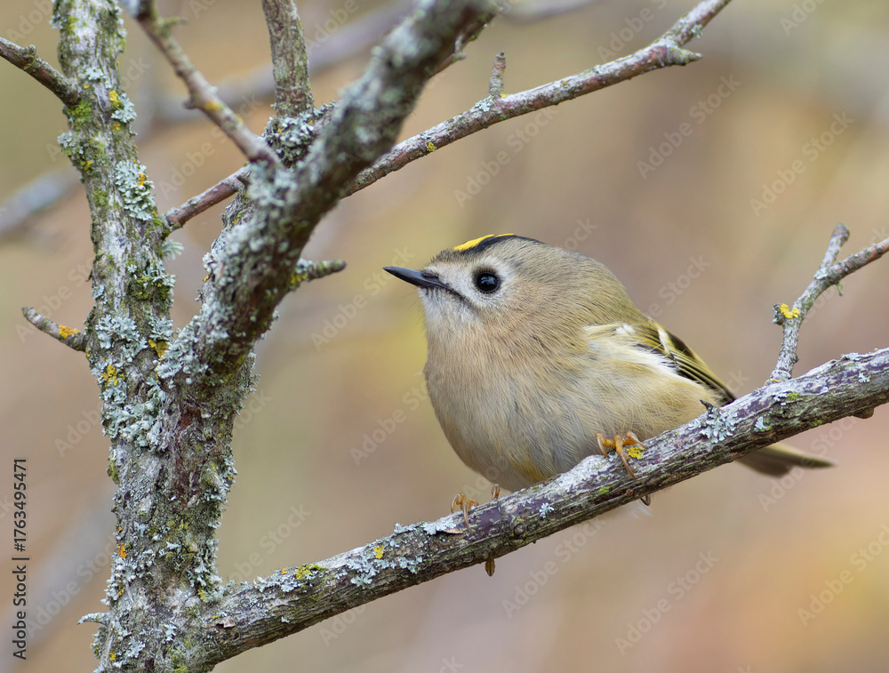Fototapeta premium Goldcrest, Regulus regulus. Bird sitting on a beautiful branch, flat background