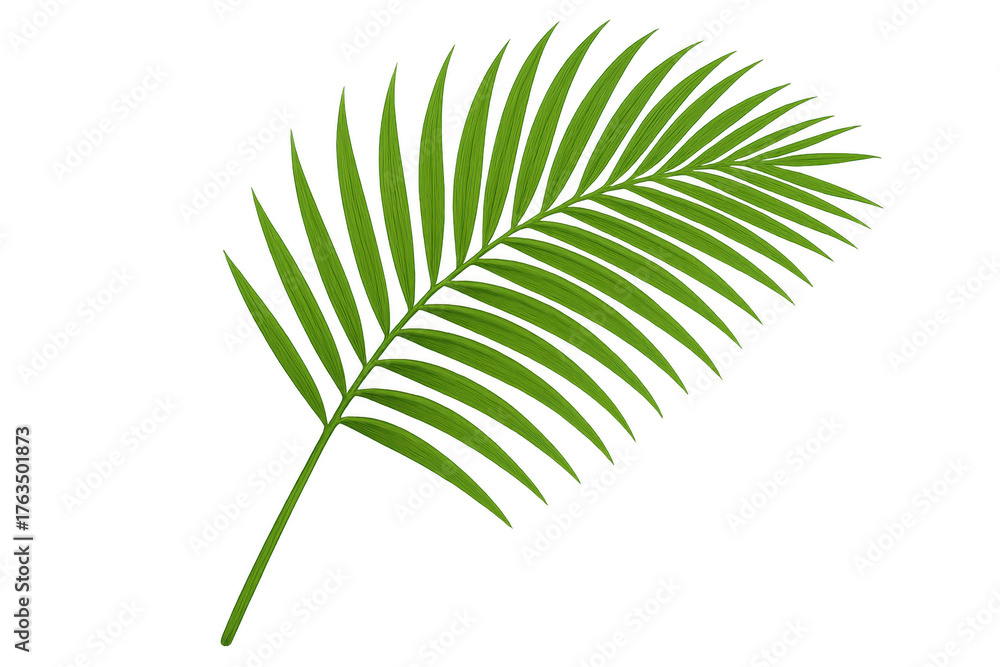 Obraz premium Green palm frond element, tropical leaf for summer, vacation, nature, and botanical designs, transparent background