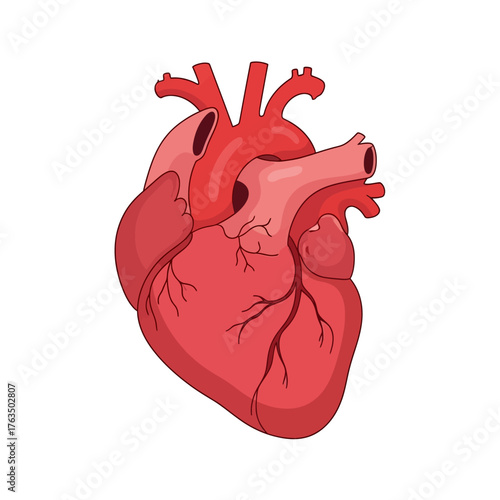 Anatomical Illustration of a Human Heart with Detailed Structures and Blood Vessels. Vector Illustrations. EPS Editable