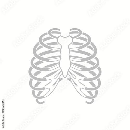 Anatomical Illustration of the Human Rib Cage and Sternum. Vector Illustrations. EPS Editable