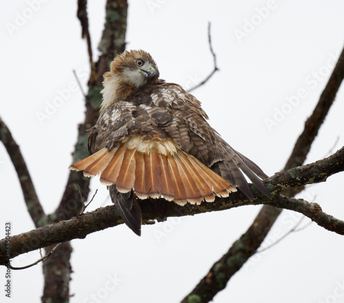 Red tailed hawk spreading tail while on branch