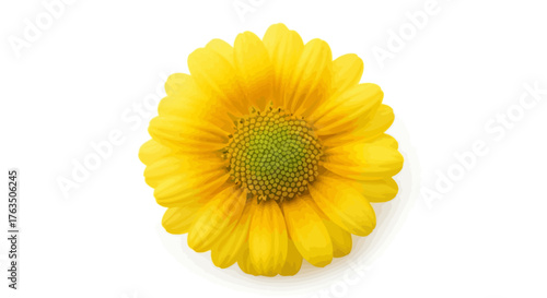 Bright yellow daisy flower with a green center isolated on a white background perfect for spring and summer designs