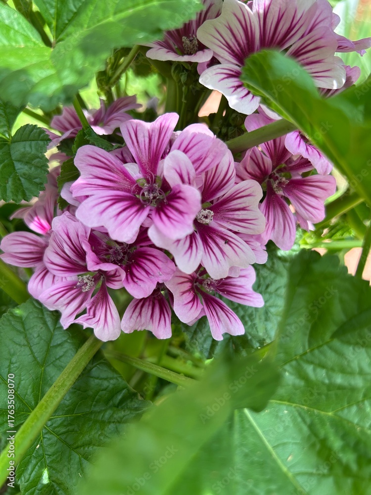 Obraz premium Big Blooms