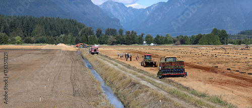 Establishing new cranberry plantation in British Columbia
