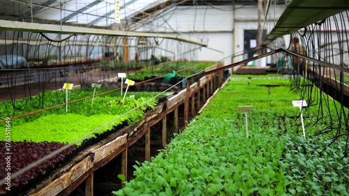 Rows of young vegetable seedlings, including various types of lettuce, growing in trays inside a large commercial greenhouse, preparing for planting in an organic farm setting