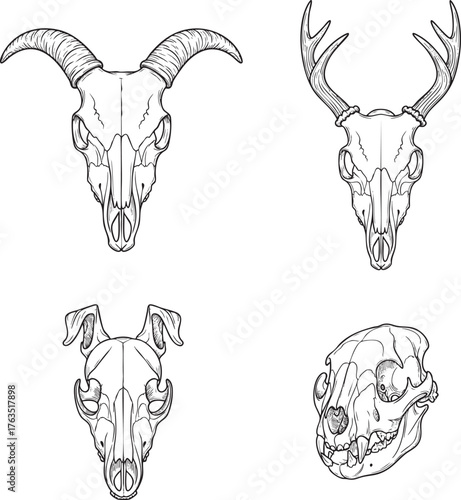 Collection of four handdrawn animal skulls goat deer dog and bear in a detailed line art style.