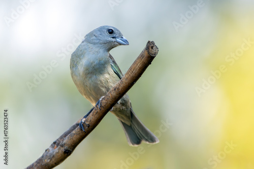Grey bird. A Sayaca Tanager also know as sanhaço perched on the branch under rain. Species Thraupis sayaca. Birdwatching. Birding.