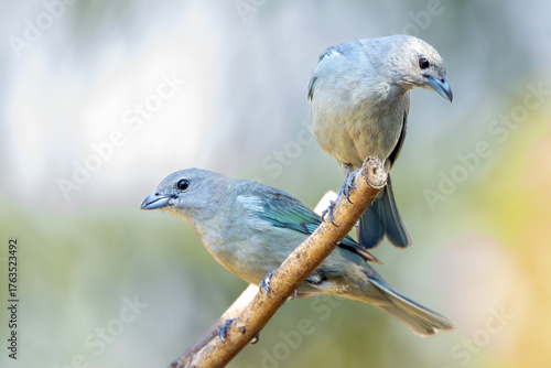 Grey bird. A Sayaca Tanager also know as sanhaço perched on the branch under rain. Species Thraupis sayaca. Birdwatching. Birding.