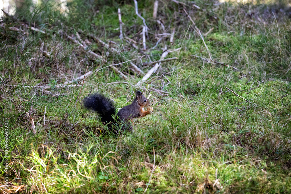 Fototapeta premium eichhörnchen mit einer nuss in den pfoten