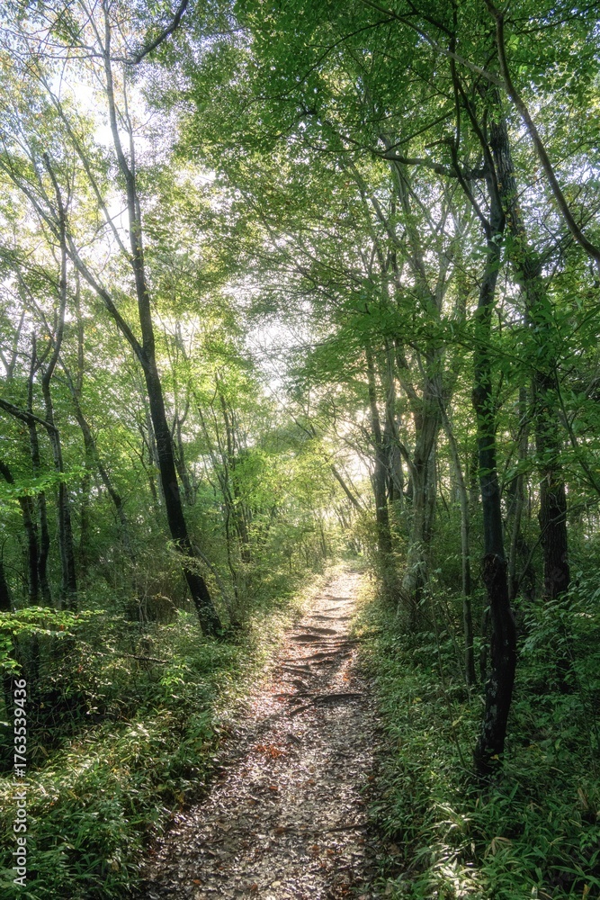 Fototapeta premium 朝靄漂う夏の登山風景 