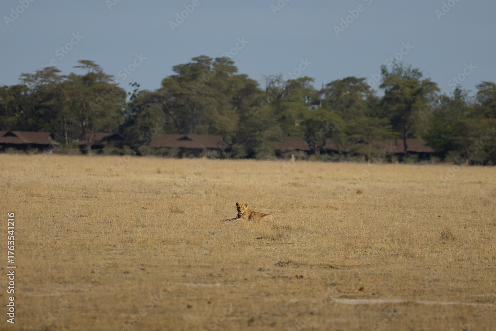 Fototapeta premium lion