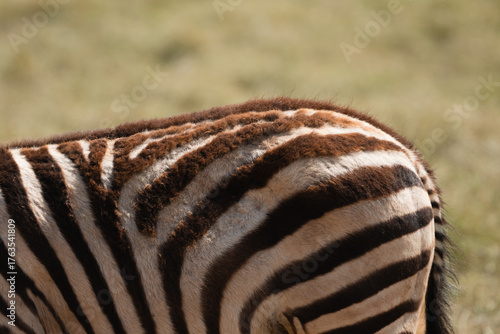 zebra