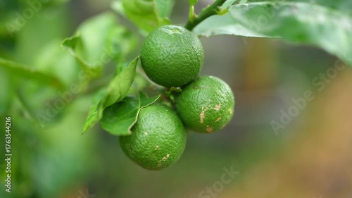 Wallpaper Mural Fresh Organic Green Limes on Branch Surrounded by Vibrant Leaves, Showcasing Natural Beauty of Citrus Fruit for Healthy Culinary Uses and Refreshing Beverages Torontodigital.ca