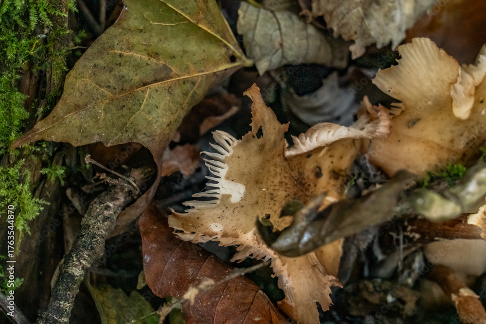 Naklejka premium Fungi in the woods in autumn North Wales 
