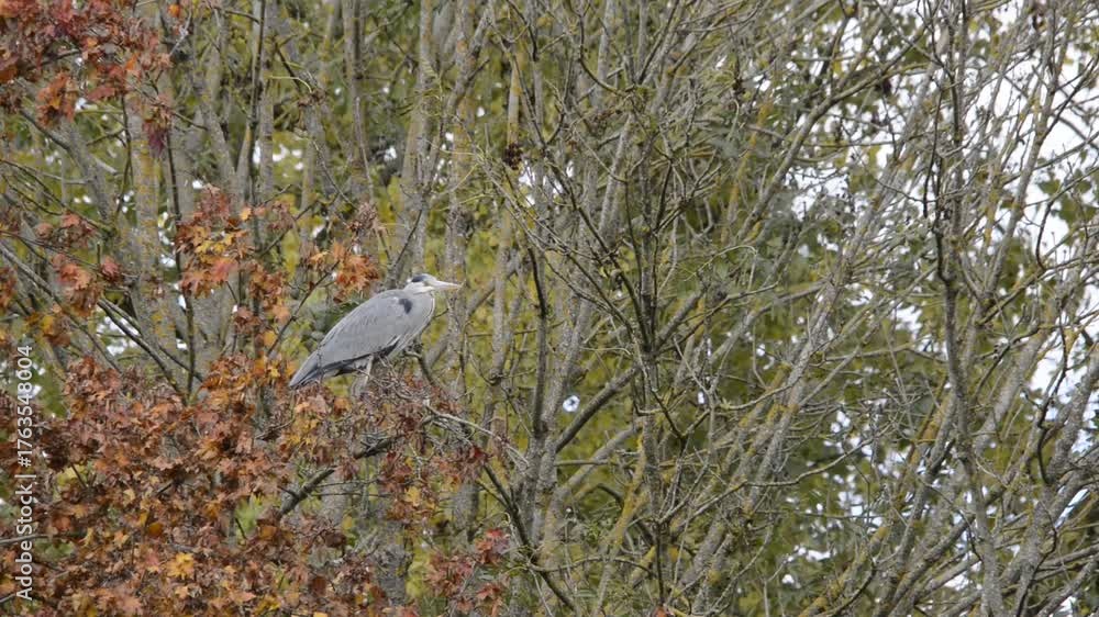 custom made wallpaper toronto digitalGraureiher sitzt im Baum bei windigem Wetter