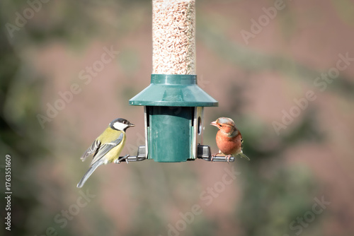 Colourful blue tit and a Chaffinch on bird feeder.